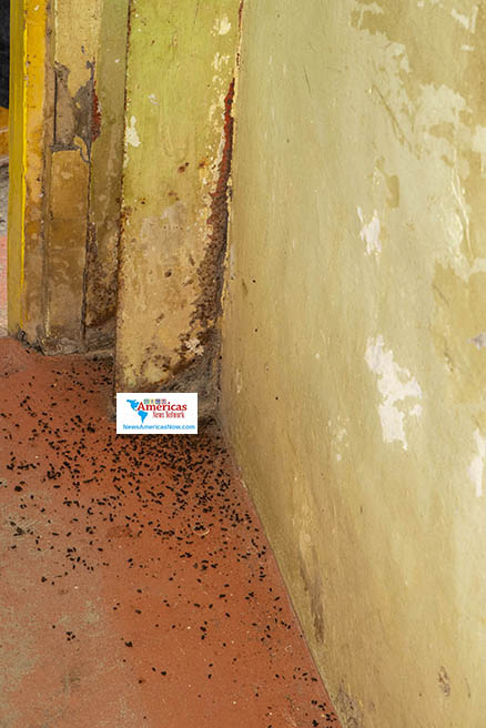 Cracked walls and animal droppings are part of life at a shelter in St. Vincent in the midst of the volcanic disaster. (NewsAmericasNow.com image/Seymour Hinds)