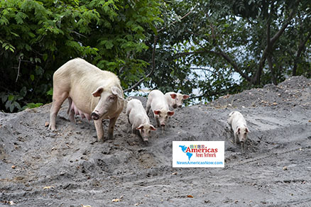 pigs-forage-for-food-in-ash-svg