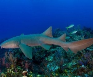 Nurse sharks can be seen while diving in the British Virgin Islands. (PRNewsFoto/The Pew Charitable Trusts)