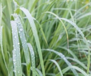 caribbean-herb-lemon-grass