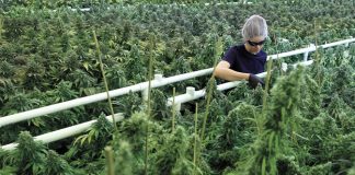 canopy-growth-weed-stocks-rising