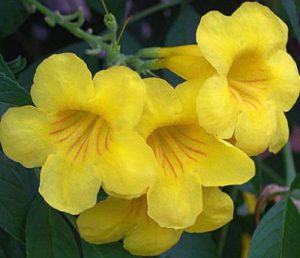bahamas-national-flower