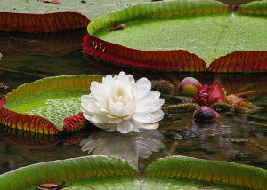 guyana-national-flower