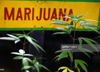 jamaica-marijuana