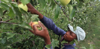 Caribbean-H-2A-agricultural-workers