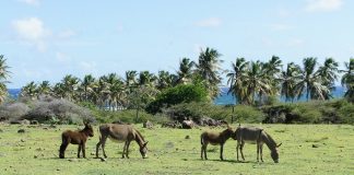 caribbean-travel-photo-of-the-day-nevis