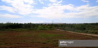 jamaica-marijuana-fields