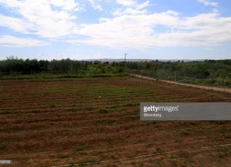 jamaica-marijuana-fields