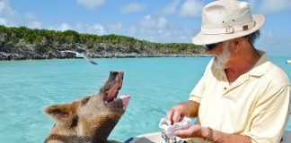 swimming-pigs-caribbean-travel-photo-of-the-day