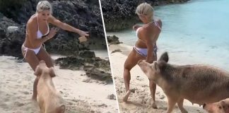 model-bitten-by-pig-in-the-bahamas