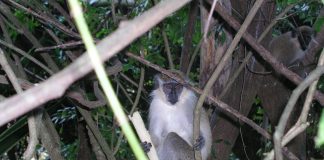 caribbean-photo-of-the-day-barbados