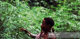 uganda-marijuana