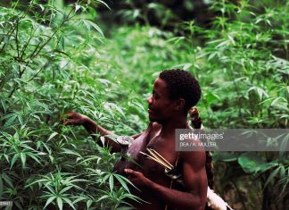 uganda-marijuana