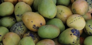 caribbean-travel-st-mary-mangoes