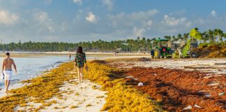 Sargassum-in-the-Dominican-RepubliC