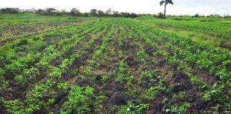 CROP-FARMING-IN-GUYANA