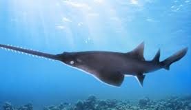 CARIBBEAN-GOVTS.AGREE-TO-PROTECT-LARGETOOTH-SAWFISH