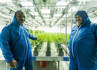 Mike-Tyson-growing-cannabis-ranch