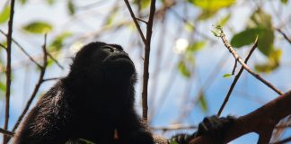 CARIBBEAN-TRAVEL-PHOTO-OF-THE-DAY-NEVIS