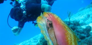 caribbean-travel-photo-of-the-day-conch