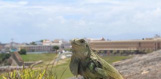 caribbean-travel-photo-of-the-day-puerto-rico