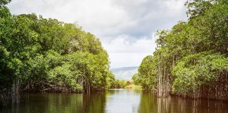 jamaica-black-river