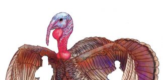 turkeys-running-wild-in-trumps-america