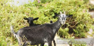 caribbean-travel-photo-of-the-day-saba