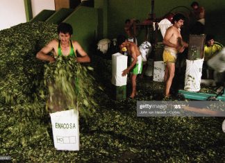 peru-coca-leaves