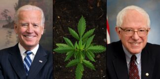 biden-sanders-marijuana