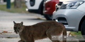 cougars-santiago-chile