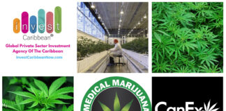 icn-canex-partners-on-marijuana-funding