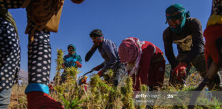 harvesting-weed-in-lebanon