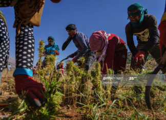 harvesting-weed-in-lebanon