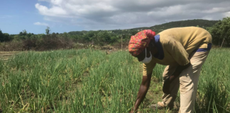 jamaican-farmer