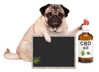 cbd-for-dogs