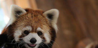 chile-red-panda