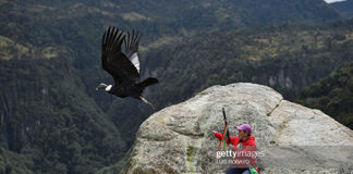 andean-condor