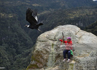 andean-condor