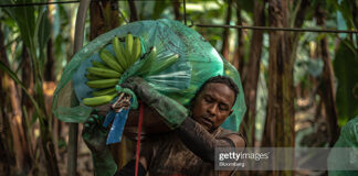 ecuador-plantations