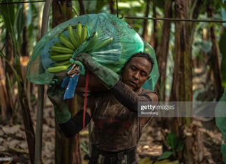 ecuador-plantations