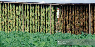 tobacco-plantation-brazil