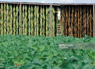 tobacco-plantation-brazil