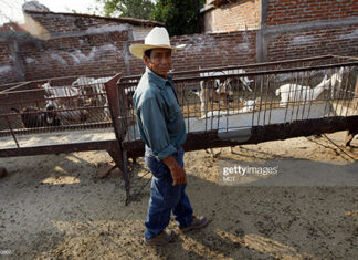 remittance-mexico