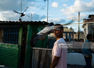 pigeon-rearing-in-cuba