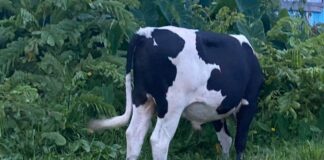 guyanese-man-has-sex-with-cow