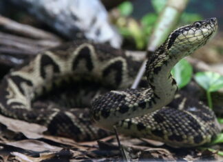 Brazilian study uses snake venom against COVID-19 in Sao Paulo