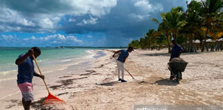 caribbean-sea-weed