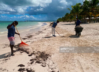 caribbean-sea-weed