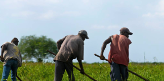 haitian-farmers